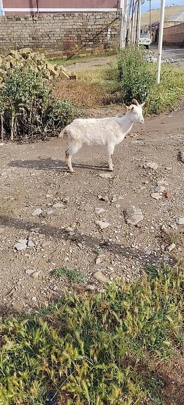 keci sudluk: Bogazdı 1 ci qarına sane — 2