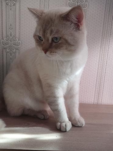 pişik satilir: Britan — 4