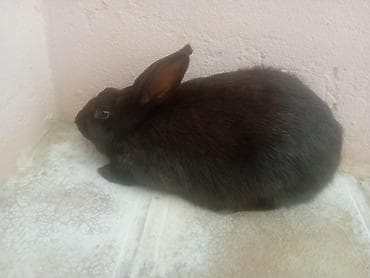 Salam Təcili dovşan satılır dişidir kim isdiyir narahat etsin!! lalafo.az -da Salam Təcili dovşan satılır dişidir kim isdiyir narahat etsin!!