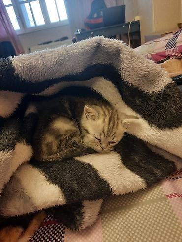 pisik cantasi: Britan — 2