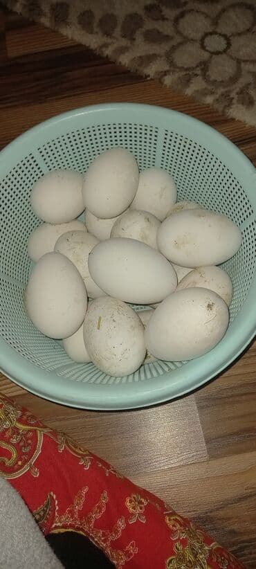 Mayalı Yerli və Rusiya cinsi Qaz yumurtaları TAM MAYALI . ÇATDIRILMA — 3