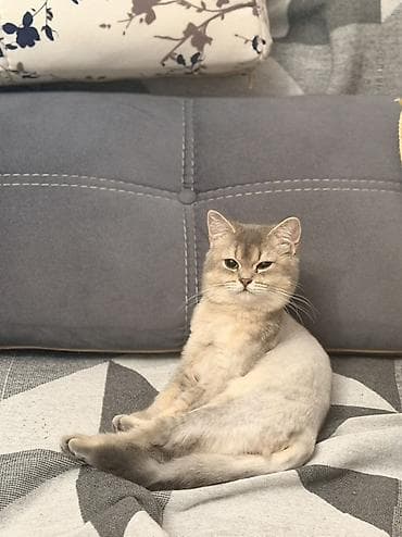 holland lop: Şinşilla, Dişi, Cütləşmə üçün — 2