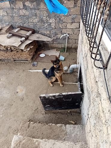 bakida it satislari: Alman çoban iti, 1 ay — 4