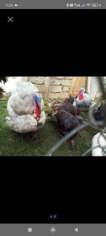 gilezi yumurta: Hinduşka yumurtası hind quşu Mayalı hinduşka yumurtası Bilgəh - — 3