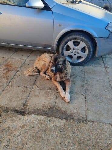 çoban axtarılır: Qafqaz çoban iti — 7