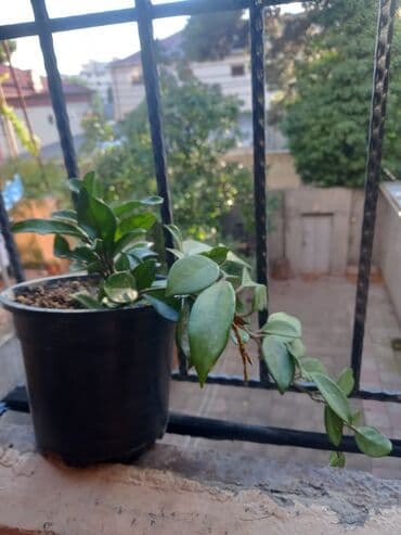 dibcek gulleri: Otaq bitkiləri 5-10 azn arası hər növ dibçək gülləri var — 3