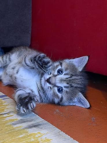 barter heyvanlar: Tabbi — 3