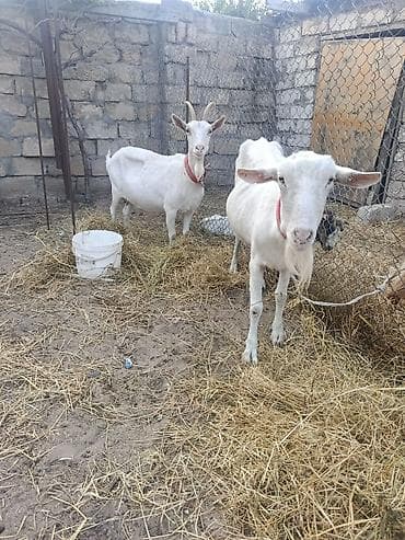 Saneen ağır boğazdır yüksek süd verme qabilyatləri var