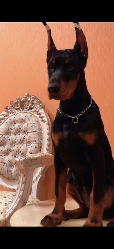 holstein inek satilir: Doberman, 3 ay, Dişi, Sənədli, Ünvandan götürmə, Pulsuz çatdırılma, Ödənişli çatdırılma — 3