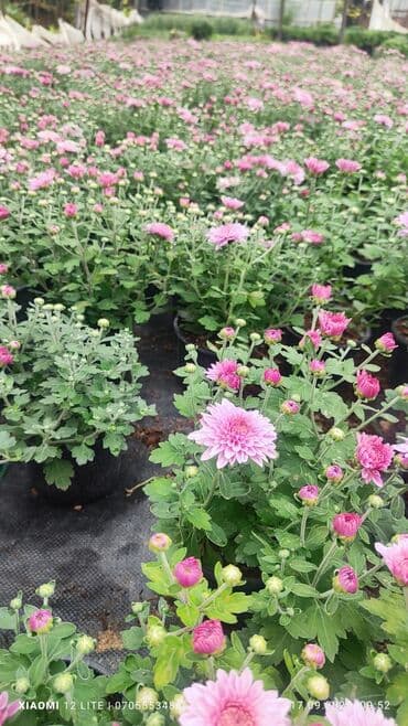 helba bitkisi faydaları: İstənilən sayda var ünvan Bakı şəhəri Nardaran qəsəbəsi — 2