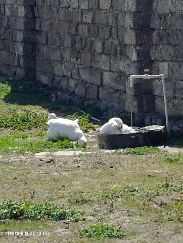 Ağ qazlar - Anser və ya quru burun qaz 2 ədəd dişi və erkək. 1 ədəd