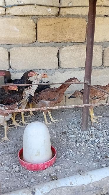hamster near me: Toyuq cücələri, Damazlıq — 3