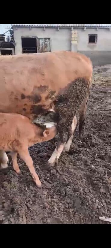 balali inək: 1 ci balasidi 10 südü var bala disidi 3800 azn — 4