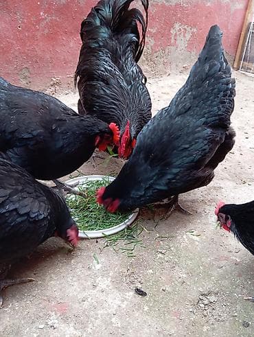 Atlar: Toyuq, Australorp, Damazlıq — 3