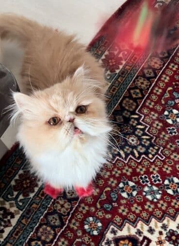 heyvanlara verilen xususi adlar: Персидская — 2