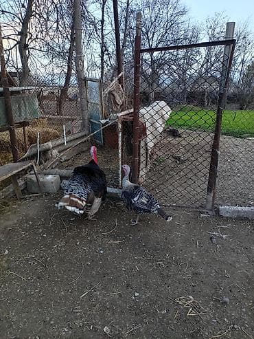 toyuq fərə: Erkək, Damazlıq — 2