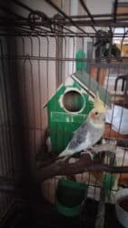 heyvanlara verilen xususi adlar: Попугаи — 1