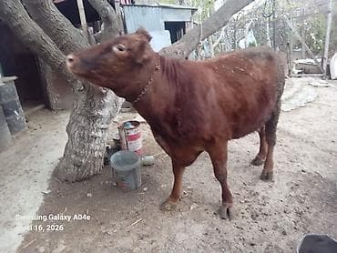 inək südsağan aparat: 15_16litrden cox sud verir.ikinci balasidir.balasi erkekdir .Teze — 5
