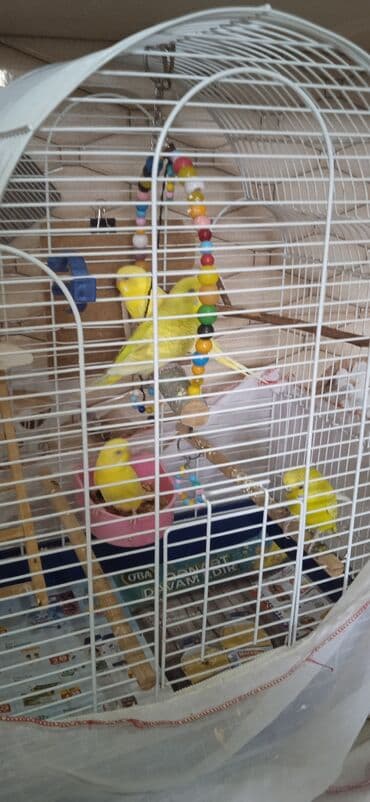 oskar balığı: Popuqay quşlari qəfəslə bir erdə satılır( bir anadır uç bala, qəfəs — 2