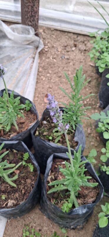Саженцы деревьев: Lavanda (Lavandula) tingləri – ətirli, dekorativ və faydalı çoxillik — 7