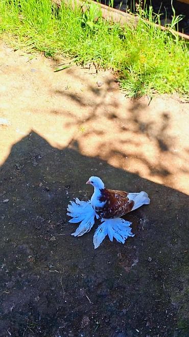 cane corso yavru: Cins göyərçin – bəzəkli “paxlava ayaq” (saçaq ayaqlı) tip — 4