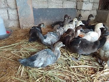 qaz ördey: Muscovy ördək balaları (indo-ördək). Şəkillərdə müxtəlif rənglərdə — 2