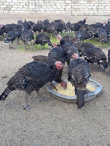 Heyvanlar üçün mallar: 2,3,4,5 kiloya qədər var ətrafli məlumat üçün tel 070 669 66 48 — 3