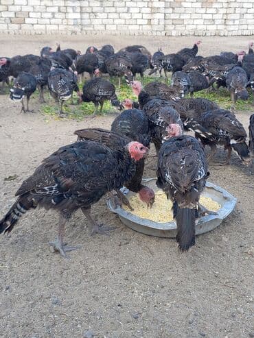 atla eşşəyin cütləşməsi: Məhsul: Hinduşka sürüsü

- Amerikan boronz Hindüşkaları Satışda — 2