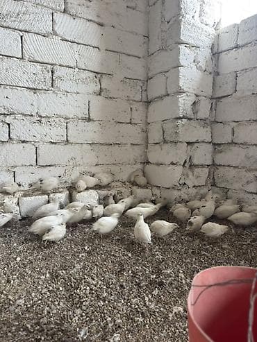 danisan qus: Ağ rəngli bildirçin sürüsü - Növ: yumurtalıq və ətlik istiqamətli ağ — 2