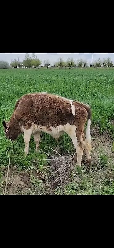 balaca ağ itlər: Qaramal – erkək buzov - Növ: yerli ətlik tipli buzov - Rəng — 9
