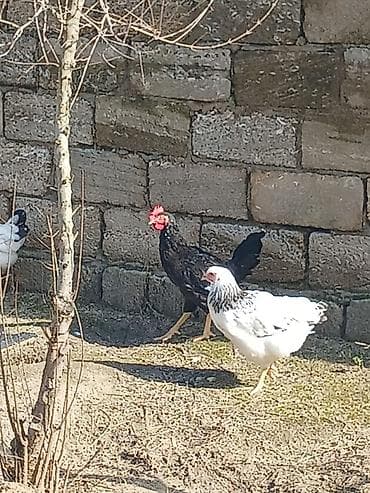 kend toyugu: ‼️ Təcili Satılır ‼️ 54 ədəd 3 ay yarımlığ Colpalar tam — 7