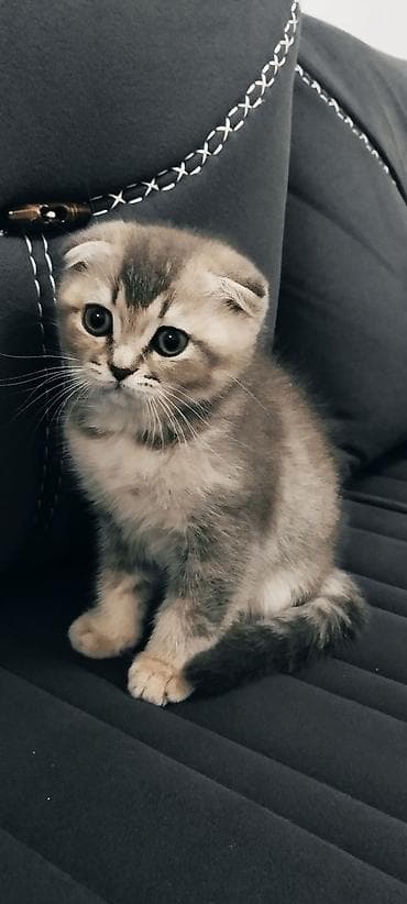 pisik sahiblendirme: Şotland yastı qulaq, Yaxşı əllərə — 3