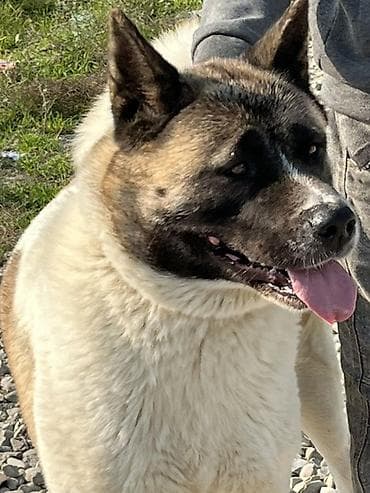 doberman satilik: Akita-inu, 4 il, Sənədli — 5