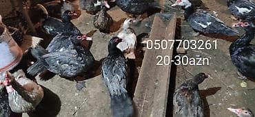 - Növ: Lal ördək, amerikan sortu - Rənglər: tünd, ağ və qəhvəyi lalafo.az -da - Növ: Lal ördək, amerikan sortu - Rənglər: tünd, ağ və qəhvəyi