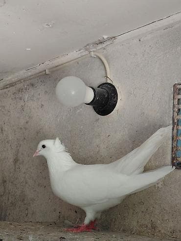 quş satisi: Satılır öz göyərçinlərim. Çox yaxşı uçurlar, 4 saatdan çox havada qala — 4