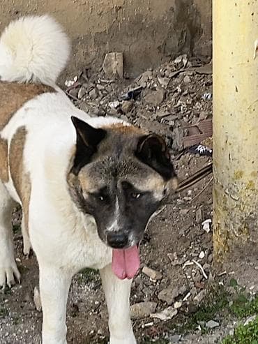 doberman satilik: Akita-inu, 4 il, Sənədli — 4