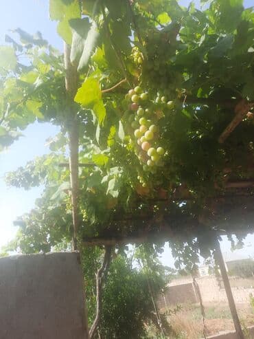 продажа земельных участков в баку: 6 соток, Для строительства — 5