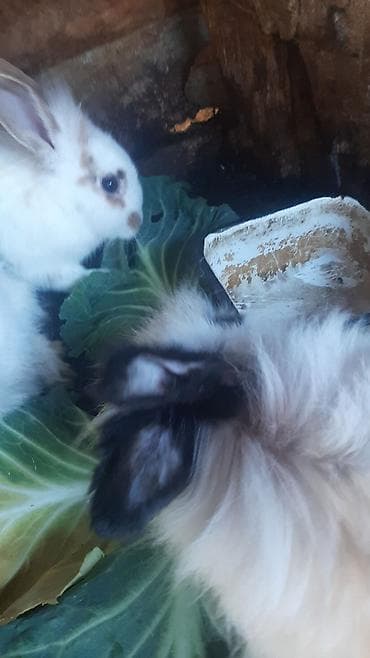 dövsan: Dovşanlar 5 manatdan 15 manata qədər — 1