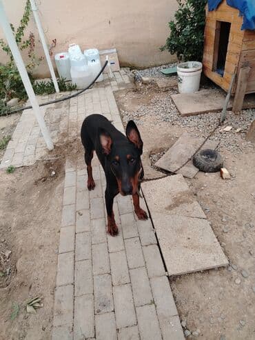 шпиц цена в баку: Доберман, 1 год, Самец, С прививками, Самовывоз — 5