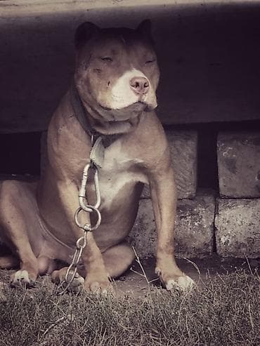 qafqaz iti: Pitbul, Erkək — 1