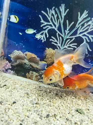 qizil baliq: Salam. 2 gold fish baligi, termometri, oksigen filtiri, LED Isigi — 4