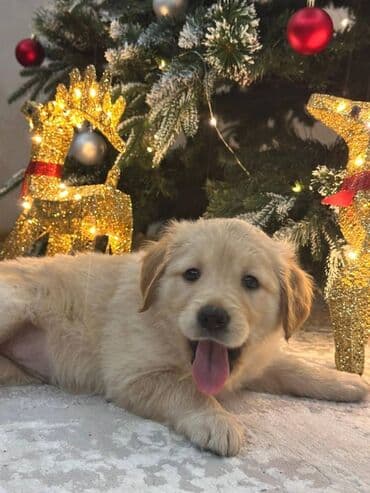 Gəmiricilər: Retriever, 2 ay — 4