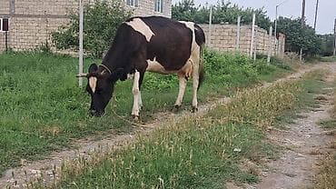 iri buynuzlu heyvan: Üçüncü qarına boğazdı ivanovka sortu təzə doğanda 20litr süd verir — 4