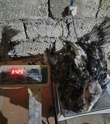 Məhsul: Hind quşları (papaq) - Cins: Qara-ağ və ağ rəngli ətlik hind