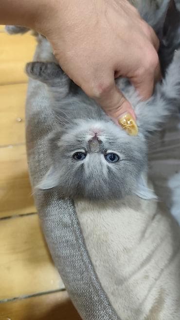 pişik sumkası: Britan — 2