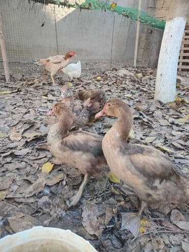 dovşan satışı: Erkək, | Lal ördək, Damazlıq, Ünvandan götürmə — 6