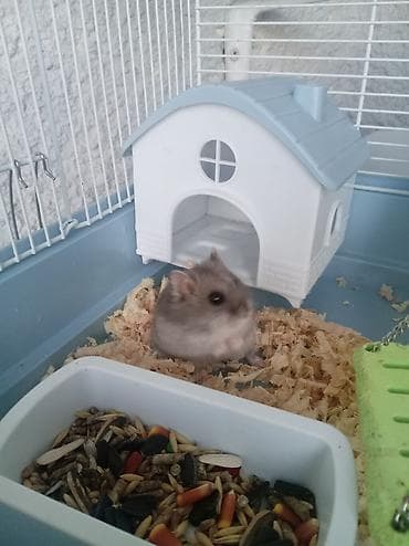 Hamster üçün tam avadanlıqla qəfəs dəsti Məhsulun tərkibi: - Metal