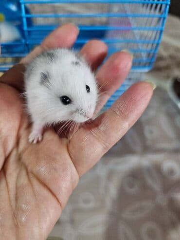 haski satisi: Hamster. Джунгарики. Djungar balaları satılır. Biri qəhvəyi, o biri — 2