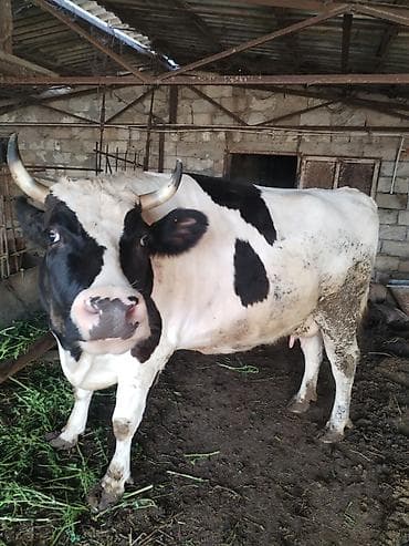 cins ineklerin satisi 2019: Dişi, il: 2, 700 kq, Ətlik, Ünvandan götürmə — 4