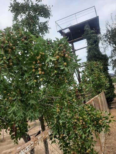 leylandra ağacı: İydə və innab tingləri .Ünvan Bilgəh.Razılaşma yolu ilə.Ağacların — 8
